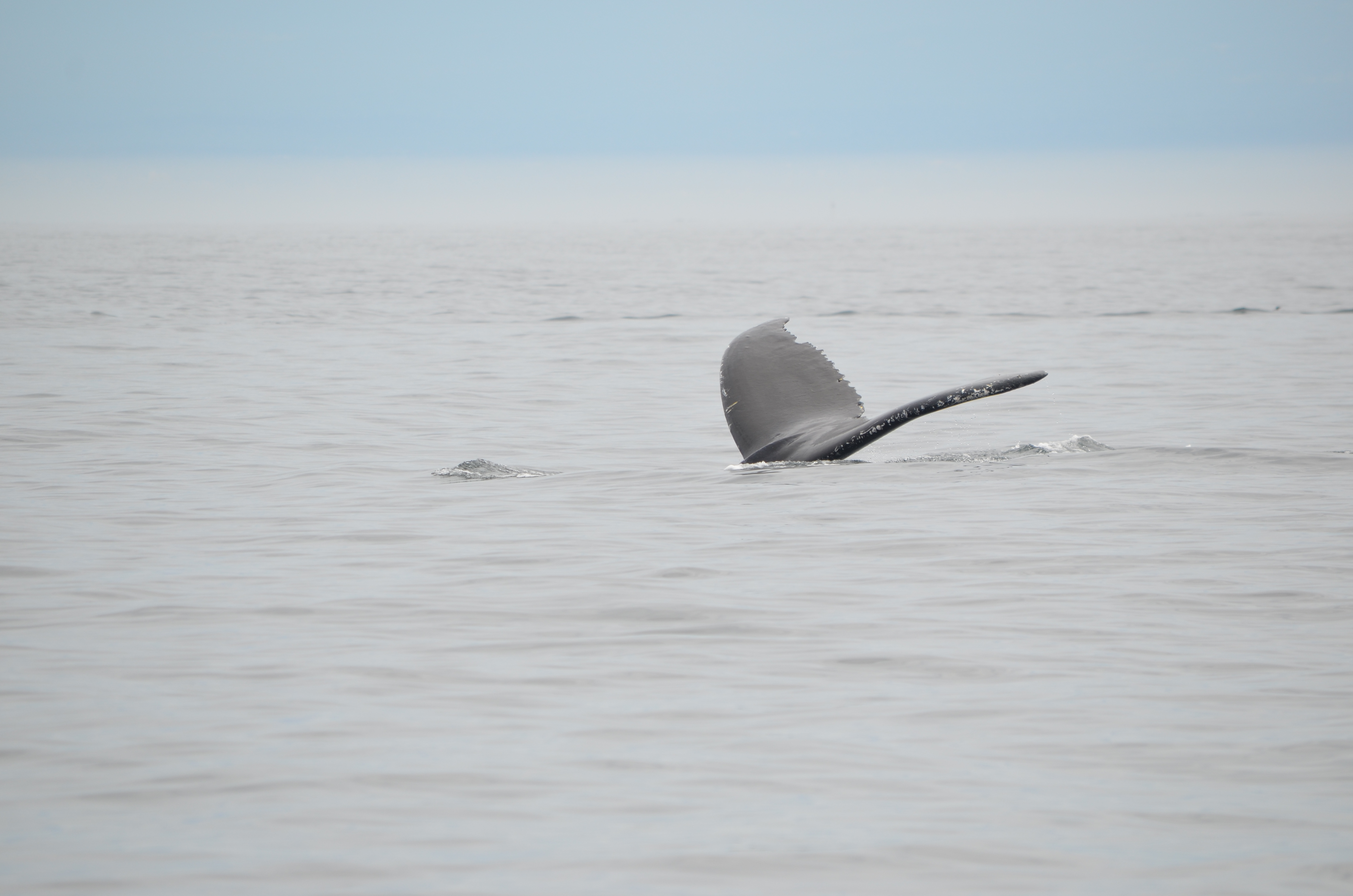 photos/wildlife/Mammal_Species/Humpback Whale/DSC_0154.JPG